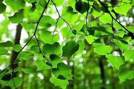 A branch full of green heart-shaped leaves in the foreground, with a blur of green forest in the background